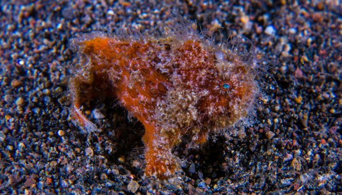 Red Hairy Painted Frogfish